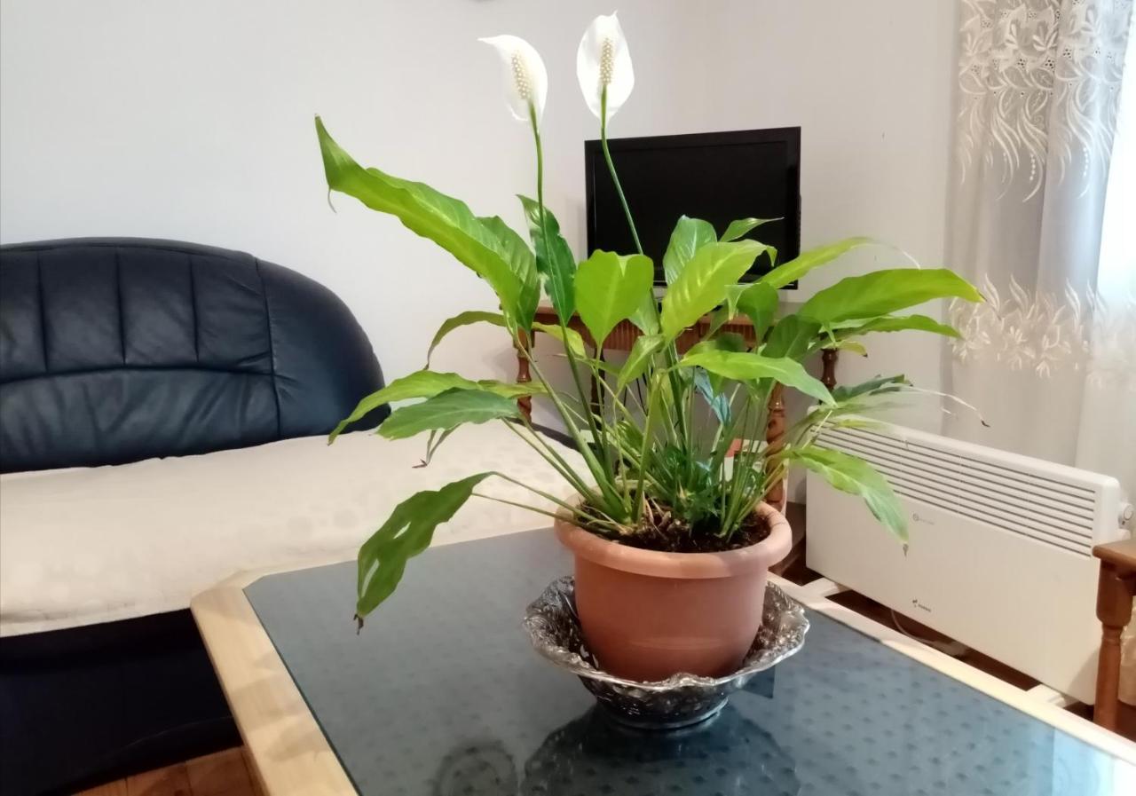 Mateski Guest House Ohrid Kültér fotó
